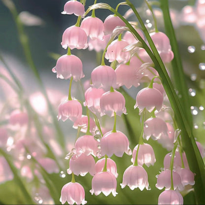 Pink Lily Of The Valley Seeds