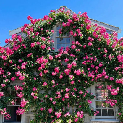 🌹Climbing Rose Seeds - Luck Rises