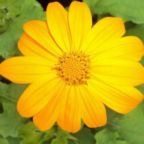 Mexican Sunflower Seeds - Yellow (Tithonia Speciosa Yellow Torch)  Seeds.