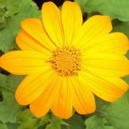 Mexican Sunflower Seeds - Yellow (Tithonia Speciosa Yellow Torch)  Seeds.