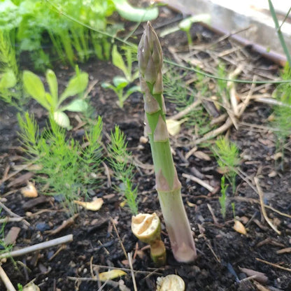 100 pcs|King of Vegetables - Asparagus Mary Washington