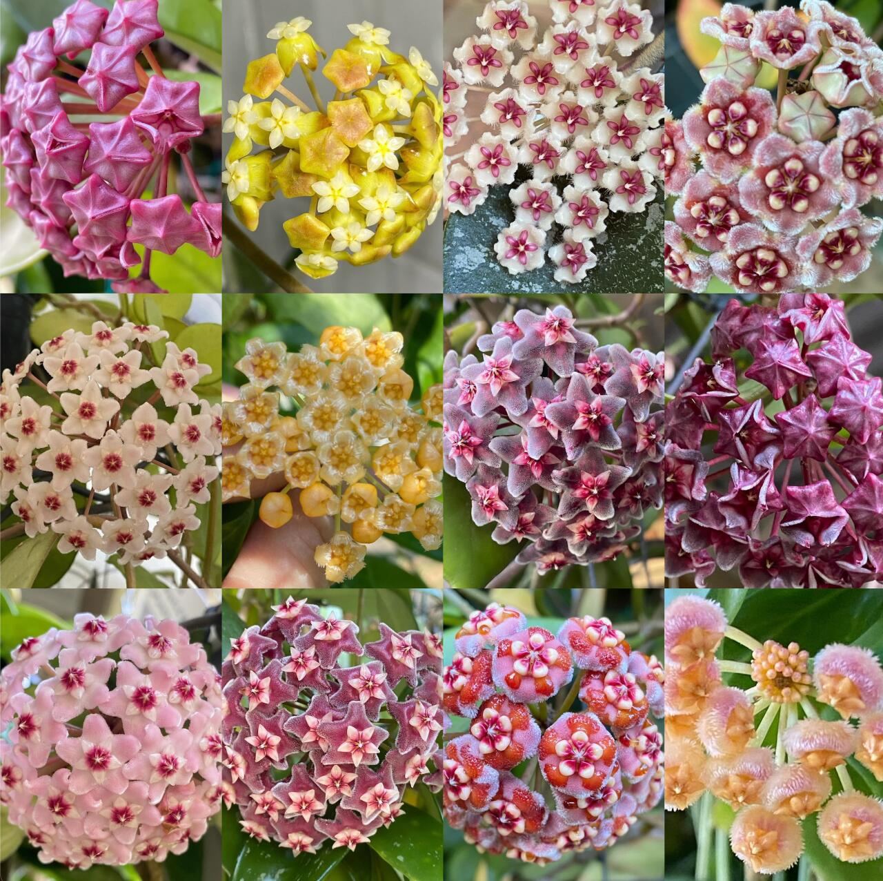 🌟Ball Orchid - Falling Stars From The Sky