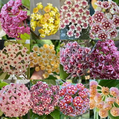 🌟Ball Orchid - Falling Stars From The Sky