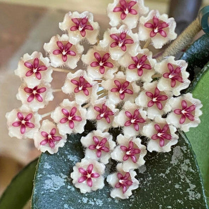 🌟Ball Orchid - Falling Stars From The Sky