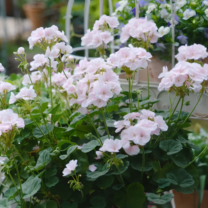 🌸Geranium - Happiness Is Around You