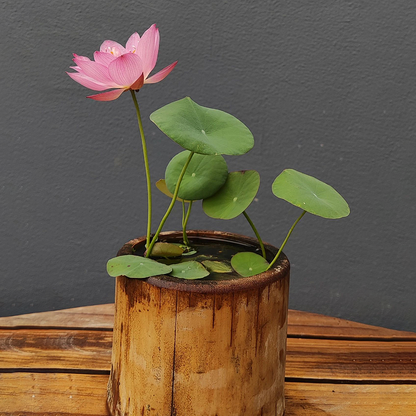 🪷Bowl Lotus: Embracing Zen Through Blossoms