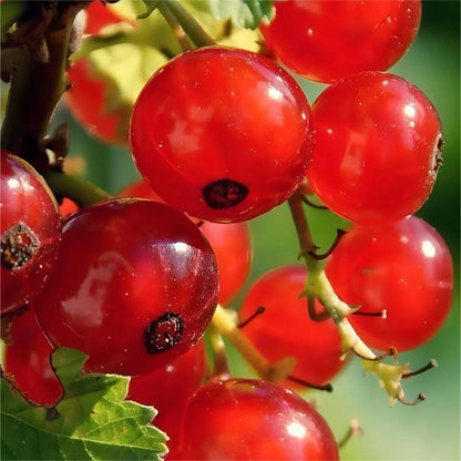Multicolor Gooseberry Seeds