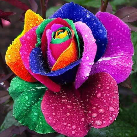Rainbow Rose Seeds