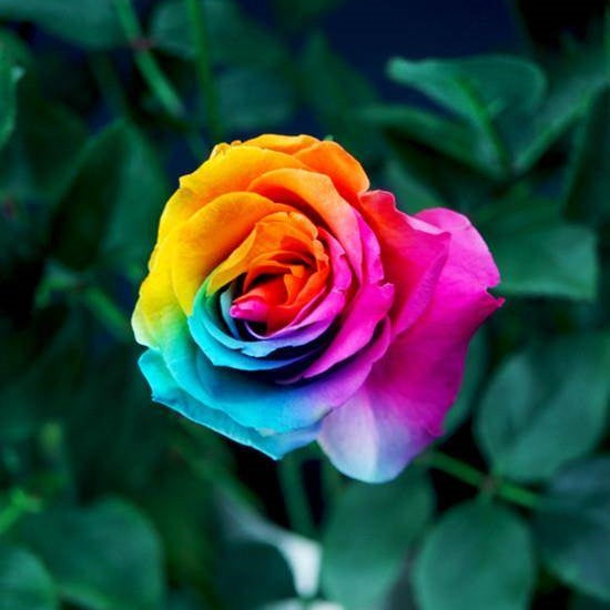 Rainbow Rose Seeds