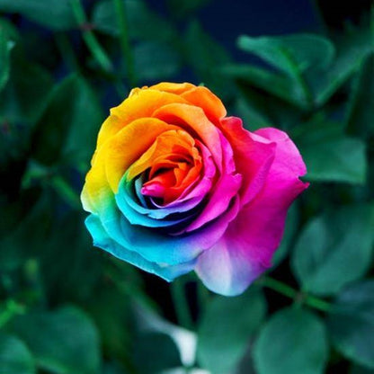 Rainbow Rose Seeds