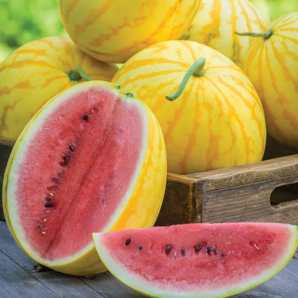 Watermelon, Red in Gold Hybrid, Golden Watermelons