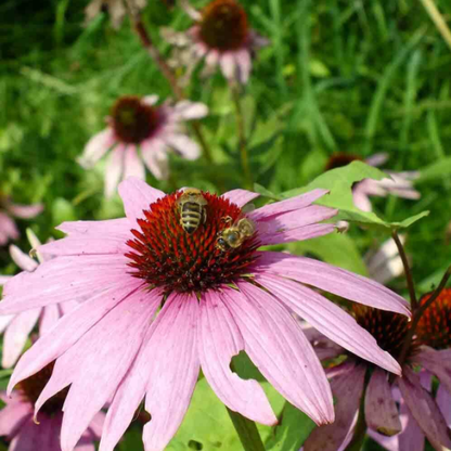 50Pcs RARE PURPLE CONEFLOWER SEEDS