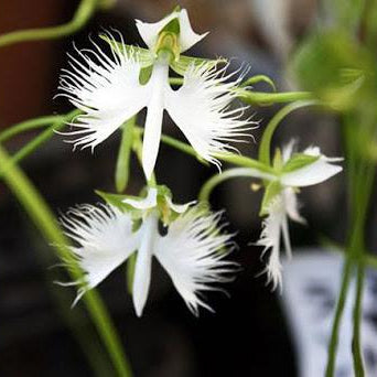 Habenaria radiata