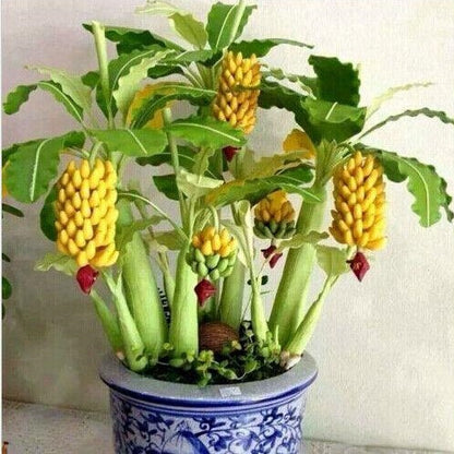Dwarf Banana Seeds Bonsai Tree Tropical Fruit Seeds Balcony Home Plants