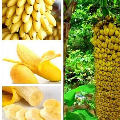Dwarf Banana Seeds Bonsai Tree Tropical Fruit Seeds Balcony Home Plants
