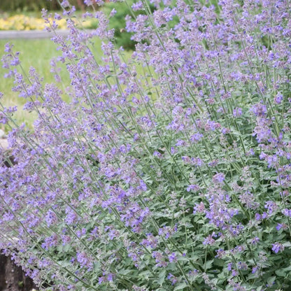 Catnip Seeds