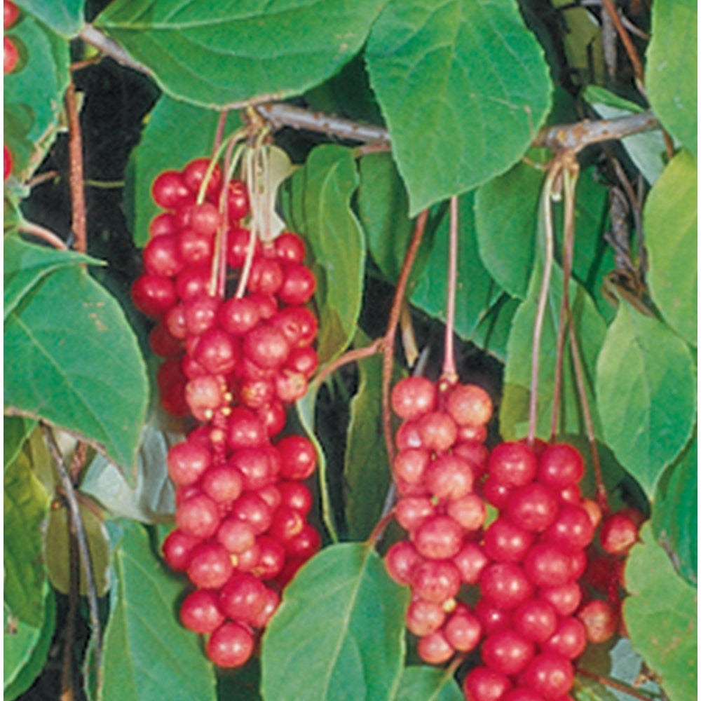 Schisandra Vine, Eastern Prince