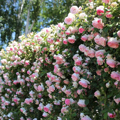 🌹Climbing Rose Seeds - Luck Rises