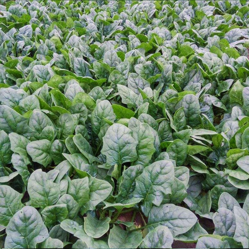 Spinach In The Snow Seeds