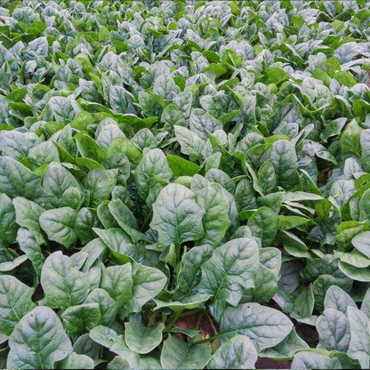 Spinach In The Snow Seeds