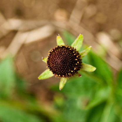 Rudbeckia Occidentalis Seeds aka Rayless Naked Chocolate Black Flower Herb Seeds