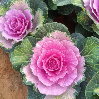 Colorful Kale Mix Seeds