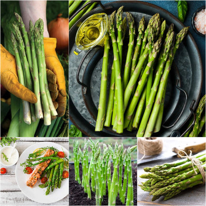 🌿King of Vegetables - Asparagus Mary Washington