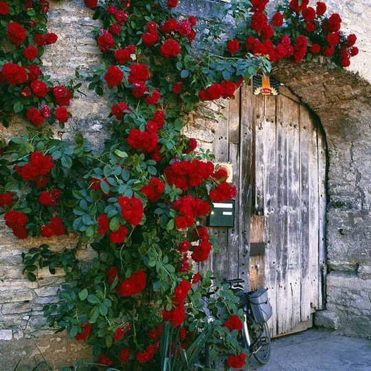 100pcs/Bag Climbing Rose Seeds