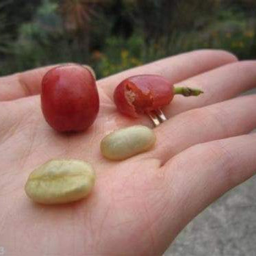 10 JAMAICAN BLUE MOUNTAIN Coffee Seeds ,Grow Your Own Coffee Plant tree