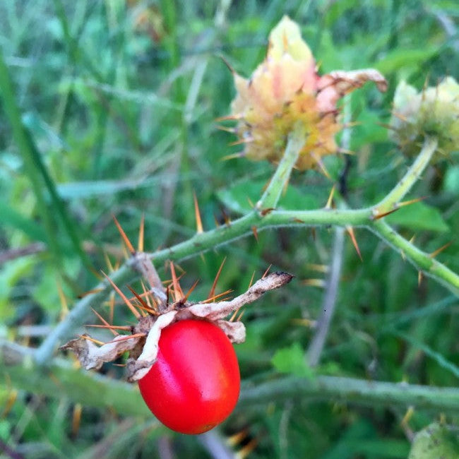 Litchi Tomato AKA Morelle de Balbis Seeds (Certified Organic)