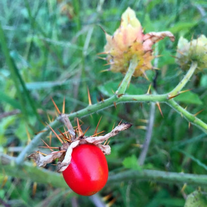 Litchi Tomato AKA Morelle de Balbis Seeds (Certified Organic)