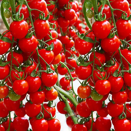100 pcs|Waterfall Tomato Seeds