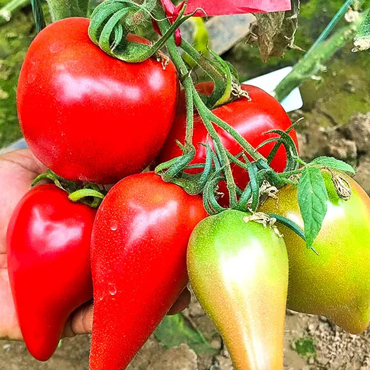 Mango Honey Tomato Seeds