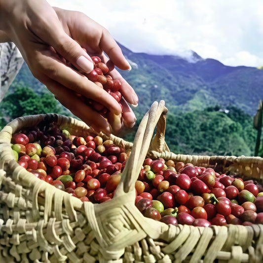 10 JAMAICAN BLUE MOUNTAIN Coffee Seeds, Coffee Plant tree