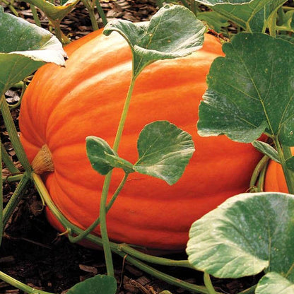 Giant Pumpkin Seeds