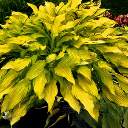 Mixed Hosta Perennials Flower Rare White Lace Lily Seeds