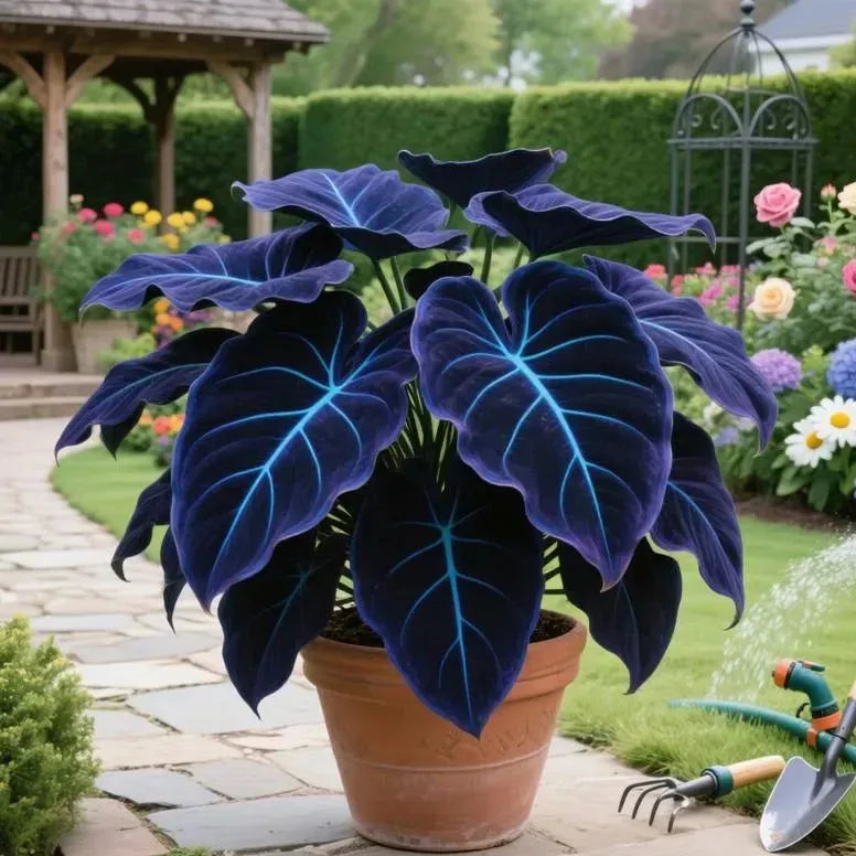 100 Seeds Glow-in-the-Dark Garden Magic: Rare Dark Blue Flame Hostas Seeds