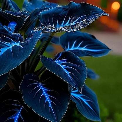 100 Seeds Glow-in-the-Dark Garden Magic: Rare Dark Blue Flame Hostas Seeds