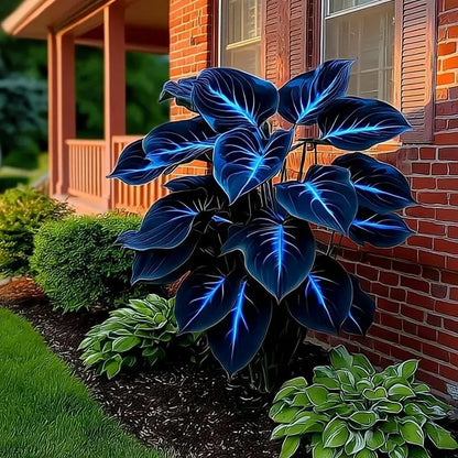 100 Seeds Glow-in-the-Dark Garden Magic: Rare Dark Blue Flame Hostas Seeds