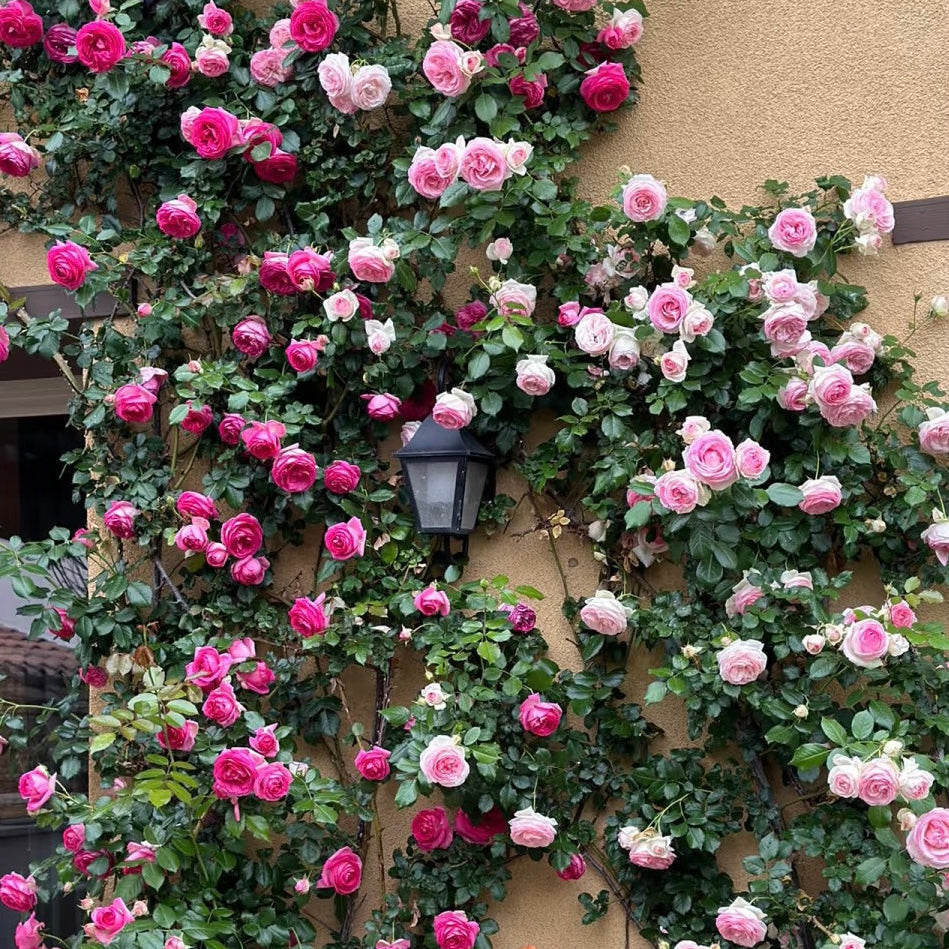 100pcs/Bag Climbing Rose Seeds