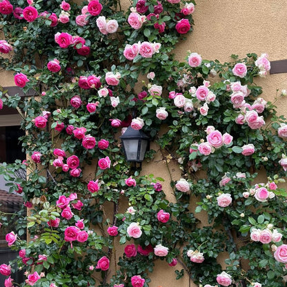 100pcs/Bag Climbing Rose Seeds