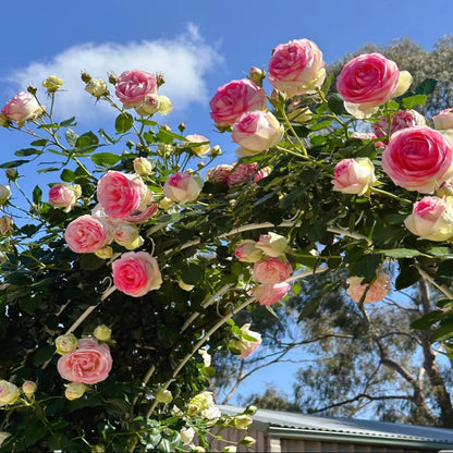 100pcs/Bag Climbing Rose Seeds