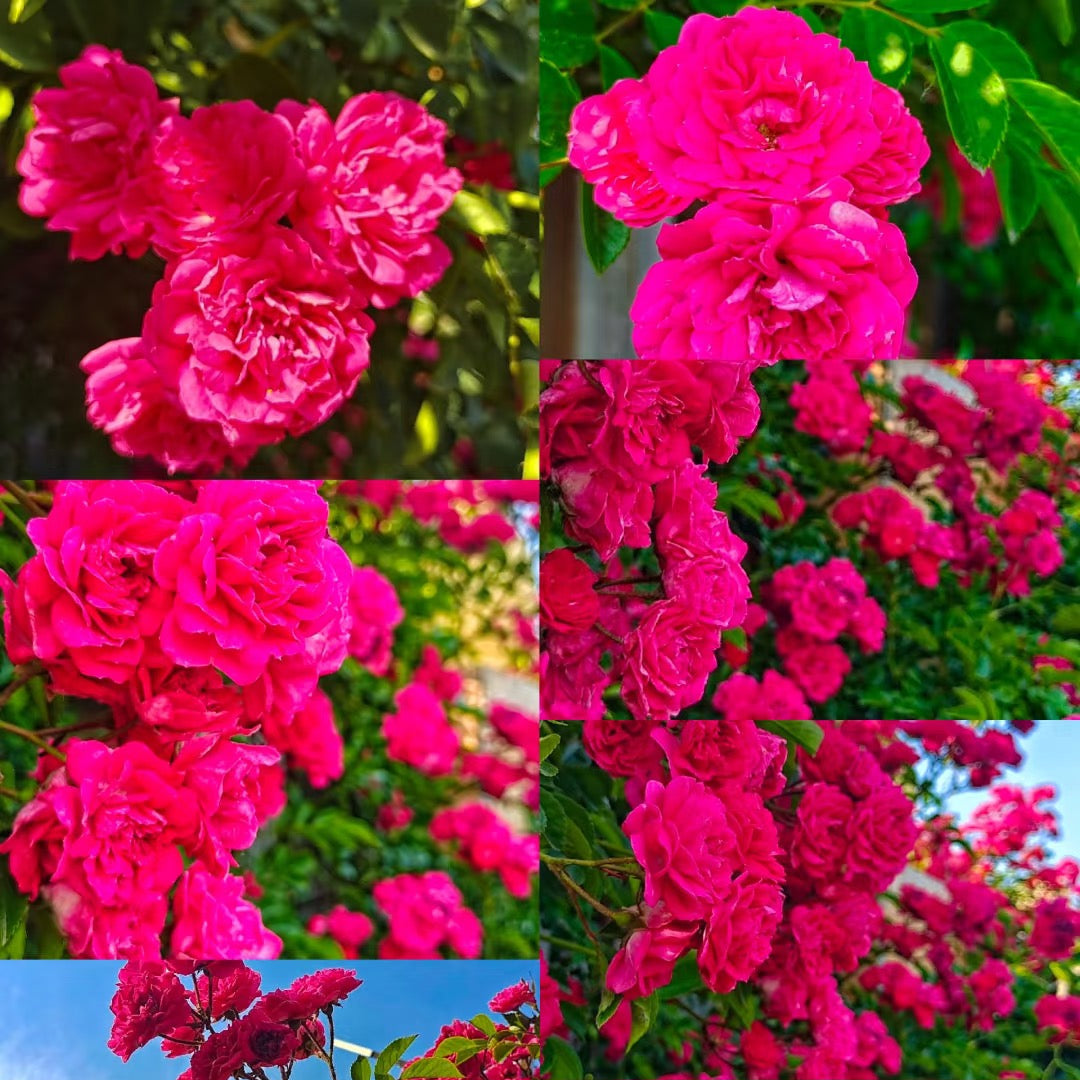 100pcs/Bag Climbing Rose Seeds