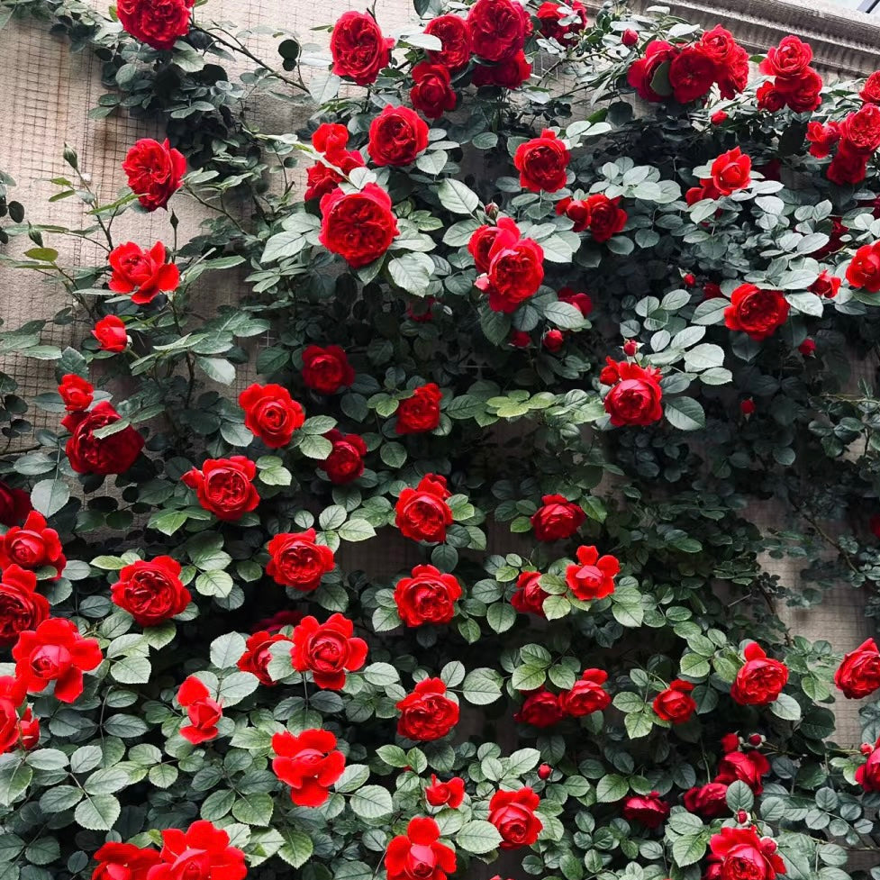 100pcs/Bag Climbing Rose Seeds
