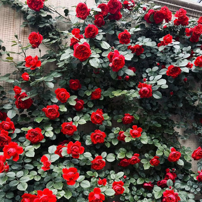 100pcs/Bag Climbing Rose Seeds