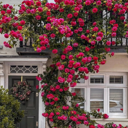 100pcs/Bag Climbing Rose Seeds