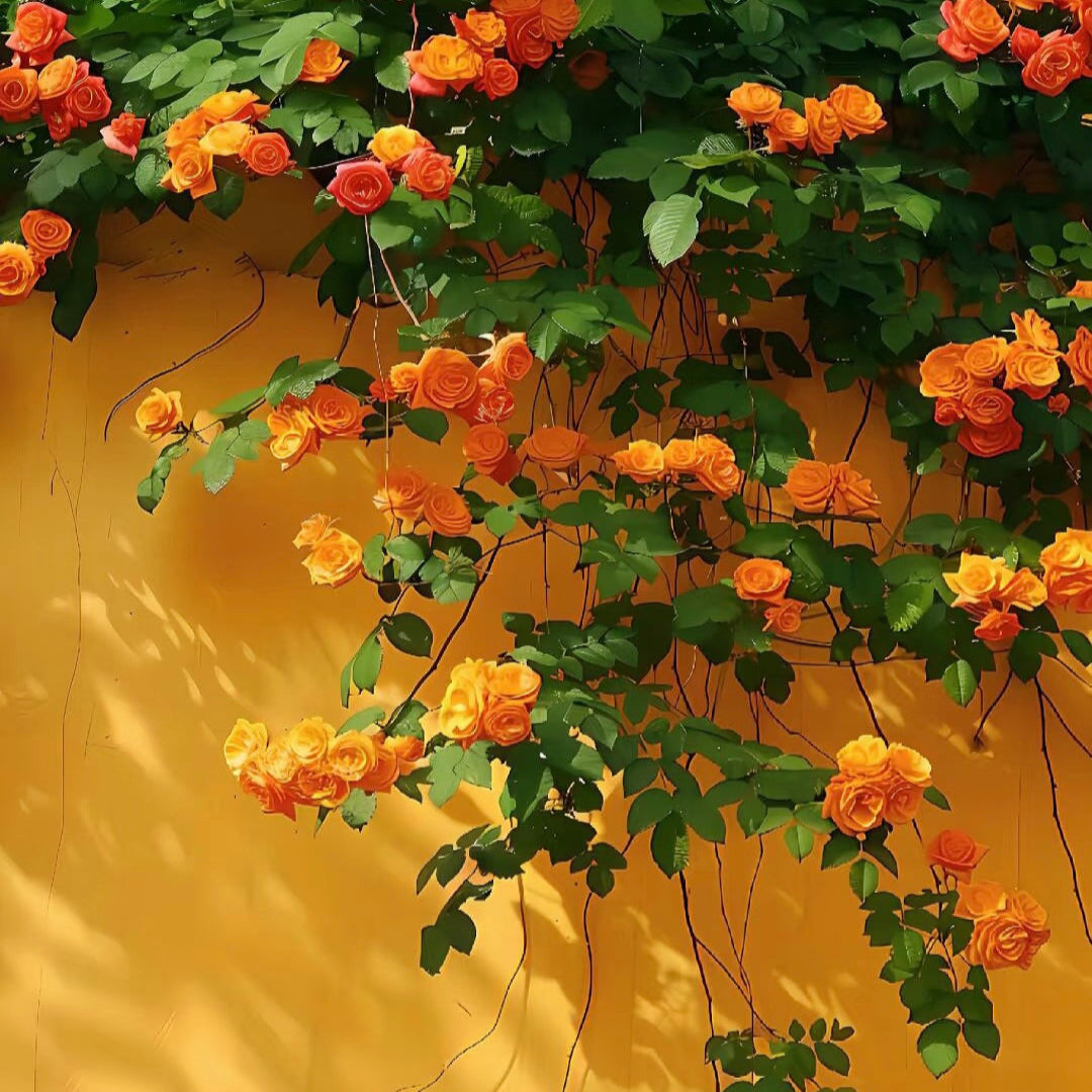 100pcs/Bag Climbing Rose Seeds