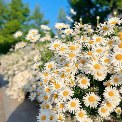 100pcs/Bag Popular Groundcover-Daisy Seeds