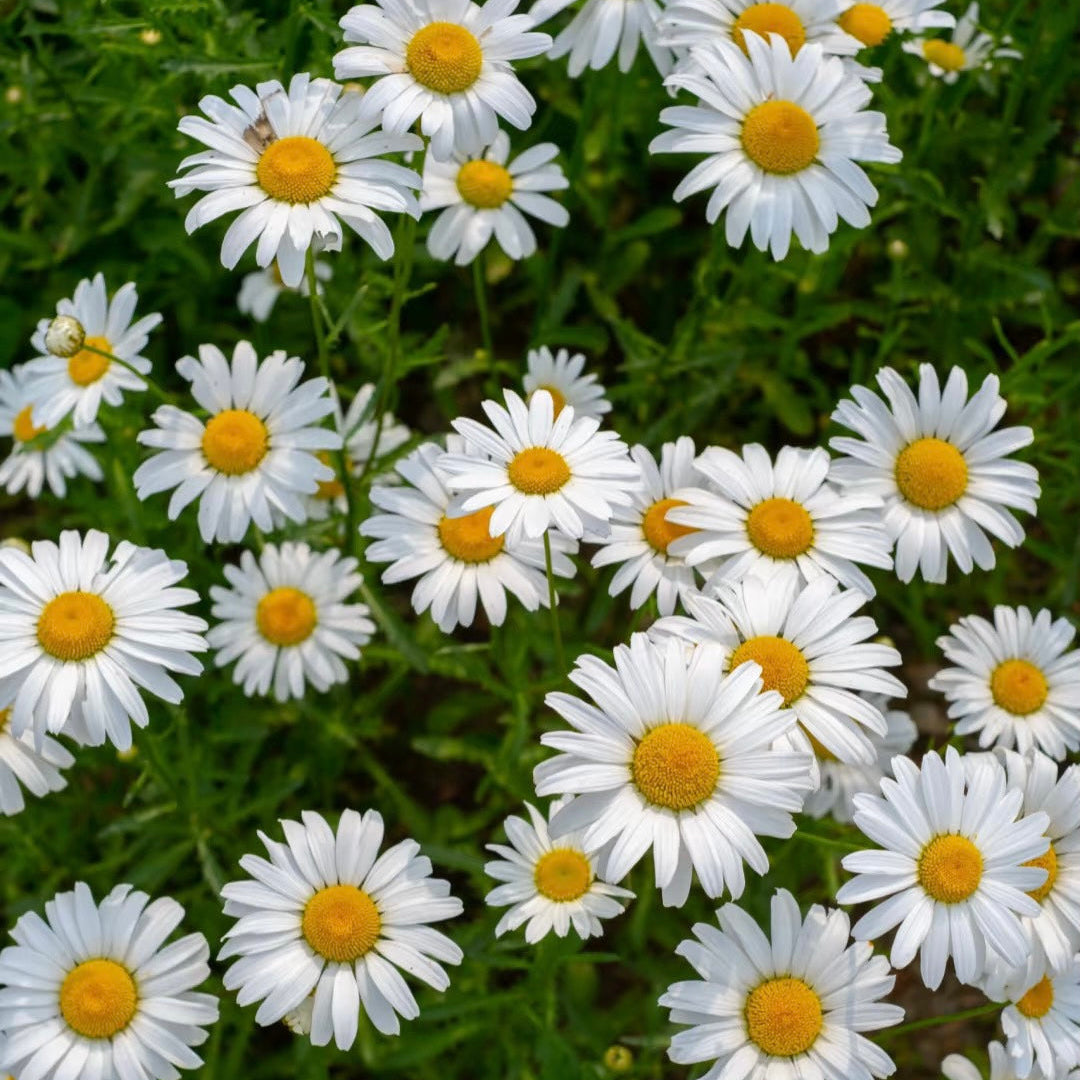 100pcs/Bag Popular Groundcover-Daisy Seeds