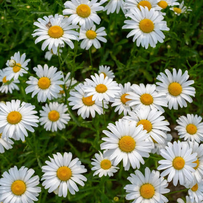 100pcs/Bag Popular Groundcover-Daisy Seeds